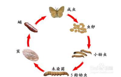 深度揭密冬虫夏草到底是怎么形成的