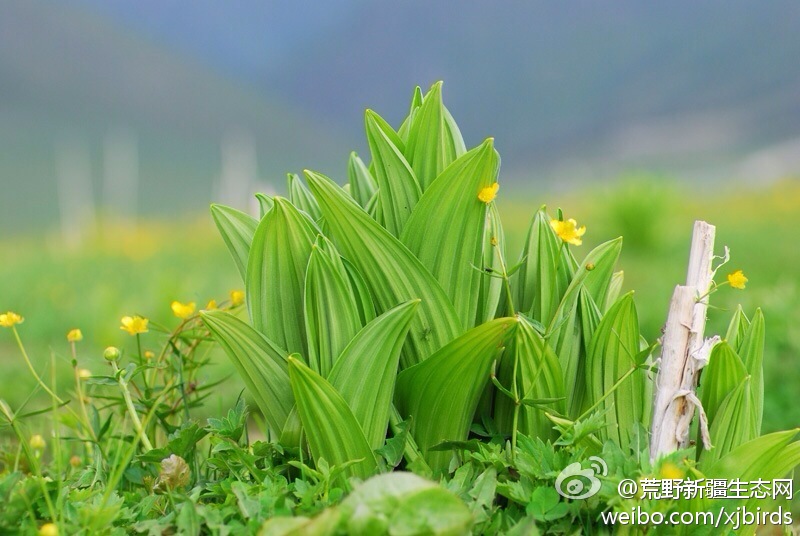 荒野新疆植物#阿尔泰藜芦