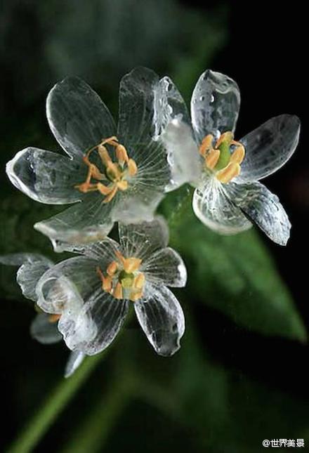 日本存在淋雨后花朵会变透明化的真实植物 主要分布于本州岛北部至北海道的深山地区 数量稀少 特别好的运气才能看到透明的那瞬间 堆糖 美图壁纸兴趣社区