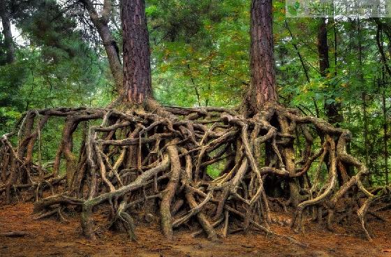 如果树需要移动卷柏的根就会往外生长,让其他的根会走路的树高跷树