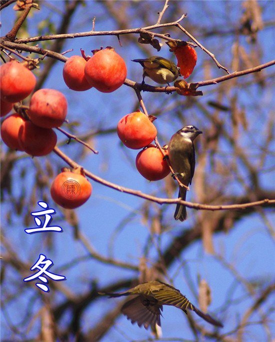 【陕西师大24节气】立冬.