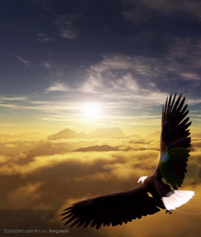 翱翔在天空的雄鹰 飞翔的老鹰