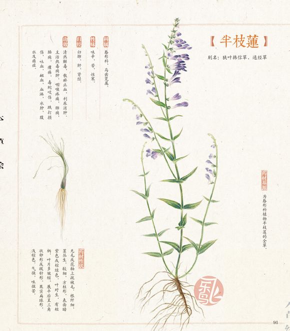 手绘彩铅画色铅笔飞乐鸟本草绘植物 堆糖 美图壁纸兴趣社区