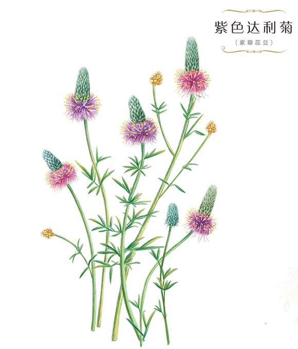 手绘彩铅画色铅笔飞乐鸟本草绘植物 堆糖 美图壁纸兴趣社区