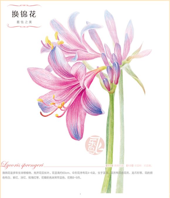 花卉圖6 时尚复古手绘花卉图案png图片免费下载-素材difpofh-88ICON