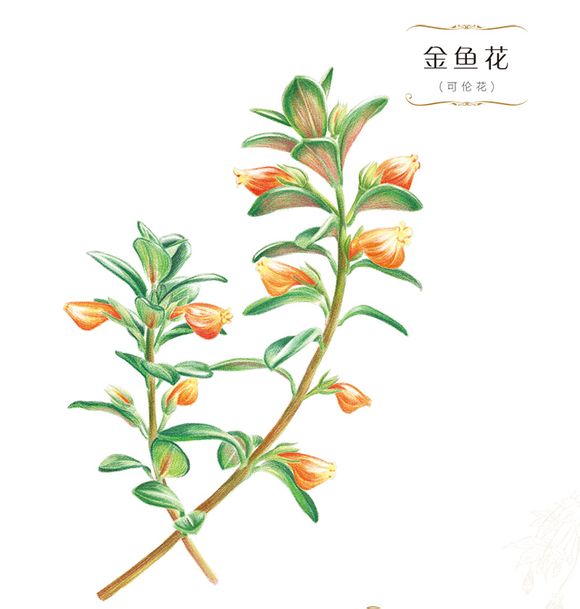 手绘彩铅画色铅笔飞乐鸟本草绘植物