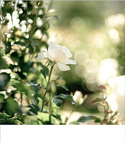 收集   点赞  评论  `,花,flowers,意境,淡雅 0 1 静一3100  发布到