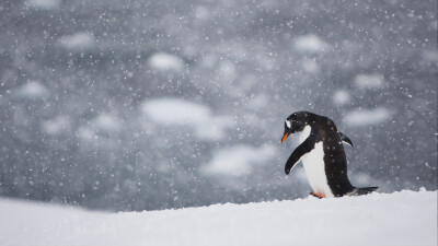 风雪中孤独行走的企鹅 penguinwalkingalone