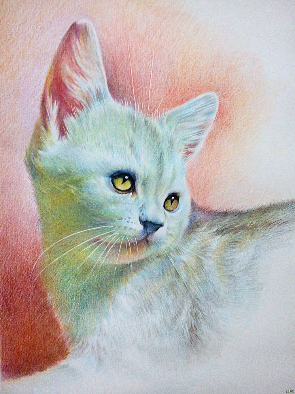 小猫之十|彩铅画|水彩画|素描入门|彩铅画