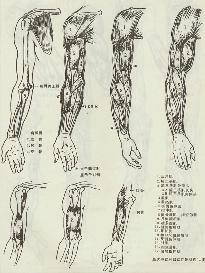 肌肉结构