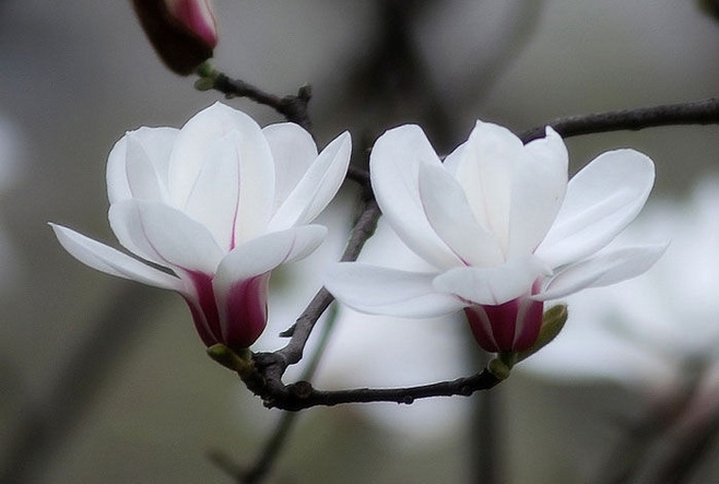 白玉兰,俗称"望春花",上海市,东莞市和潮州市的市花.