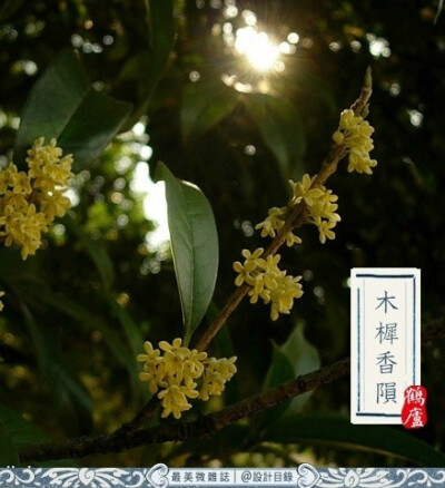 露凝结,芰荷为衣,目送秋杪.木樨香陨,菊华寒露浓重.