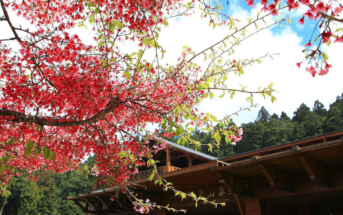 除了樱花外,杜鹃花,台湾一叶兰等美丽花卉,也将同时进入花期,将阿里山