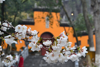 南京丨鸡鸣寺樱花 每年3月下旬,4月上旬是鸡鸣寺樱花开的最盛的时候