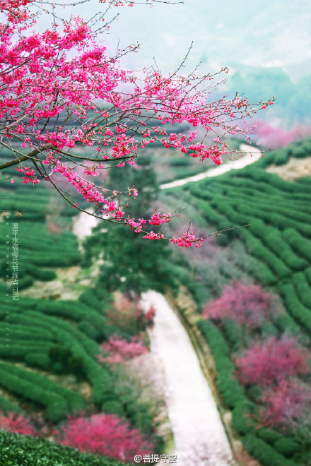 福建丨漳平永福号称"大陆阿里山,今年是这里举办的第四届樱花节,此时