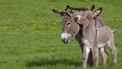 法国诺曼底,草地上的非洲野驴与宝宝 cotentindonkeys