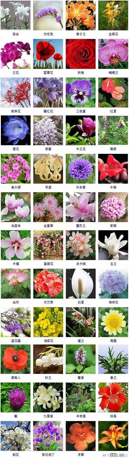 带你认识各种花名 各位采花大盗速速采去 春天踏青必备 好奇博士 堆糖 美图壁纸兴趣社区