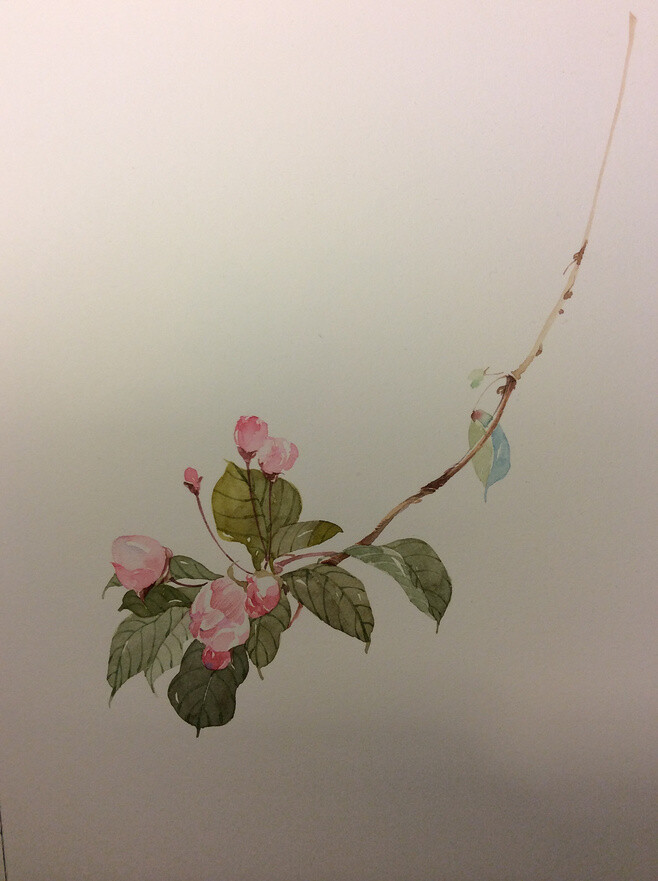 手绘水彩古风花卉 海棠 by-插画师南方 画了很多张的海棠,仍未觉得