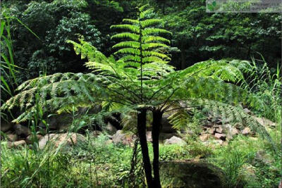 活化石——桫椤 桫椤又名树蕨,是现如今仅存的木本蕨类植物,极其珍贵.
