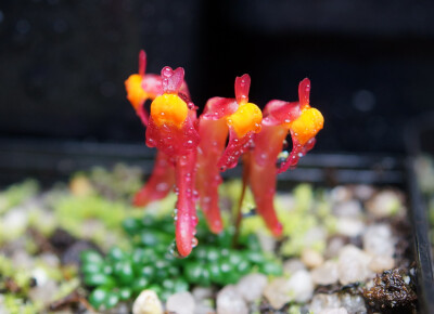 曼西狸藻(utricularia menziesii)