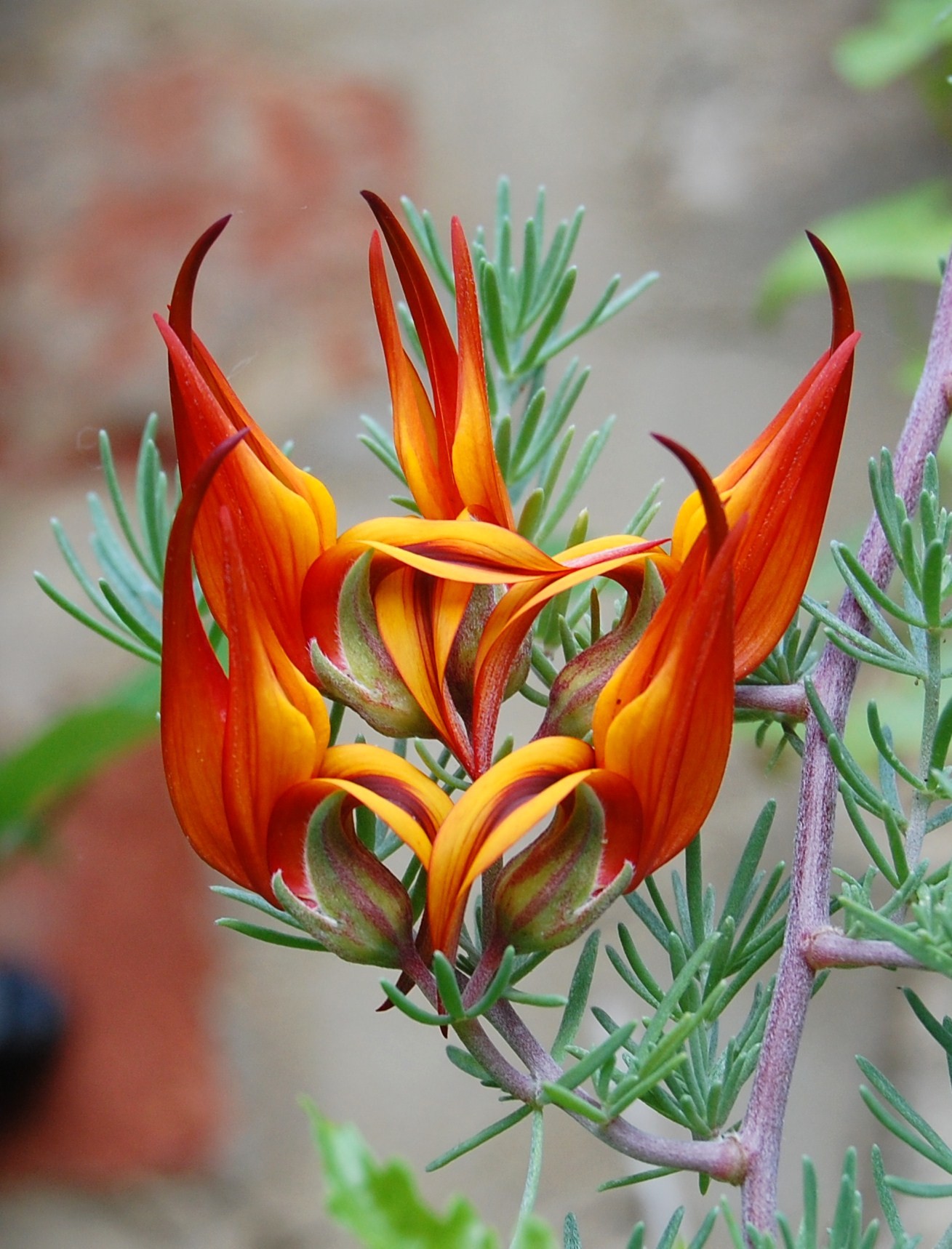 浅裂叶百脉根(lotus berthelotii)