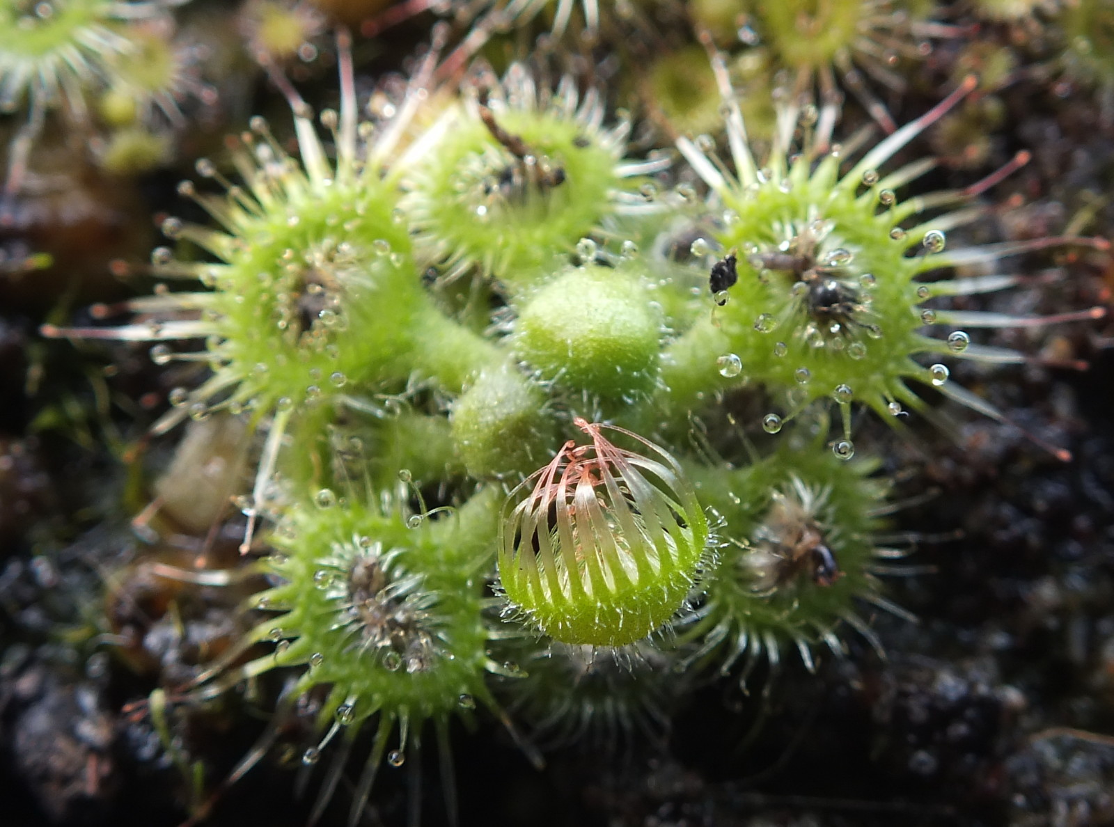 drosera glanduligera【毛膏菜属】