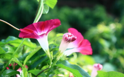 牵牛花是乡村里最常见的花朵了,虽然她的颜色很浅淡,样子也不像别的