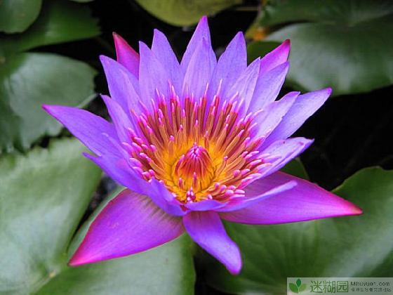 睡火莲又称为紫睡莲 它是格兰蒂亚最为娇贵 堆糖 美图壁纸兴趣社区