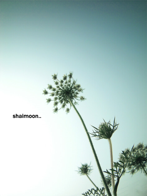 @时光森林摄影 各类商业,写真拍摄 咨询QQ…