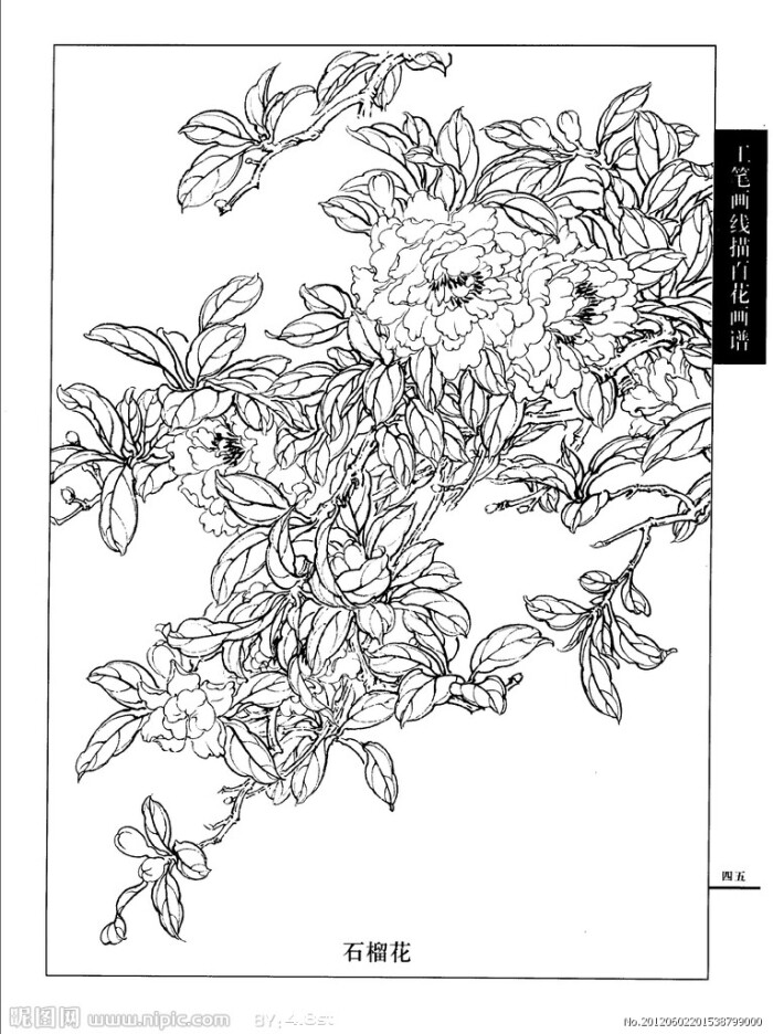 工笔画线描百花画谱 石榴花