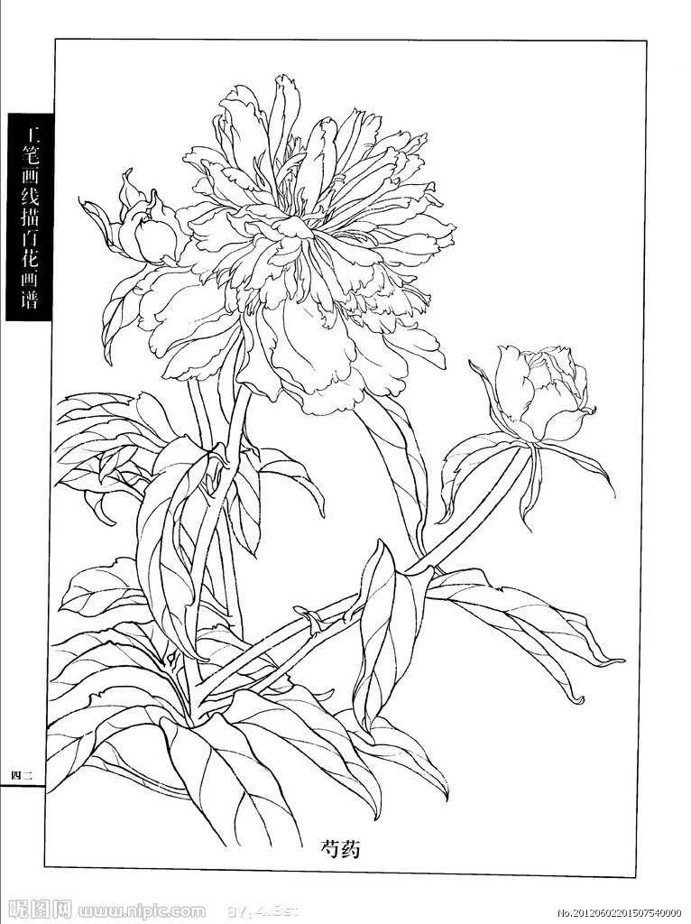 工笔画线描百花画谱 芍药