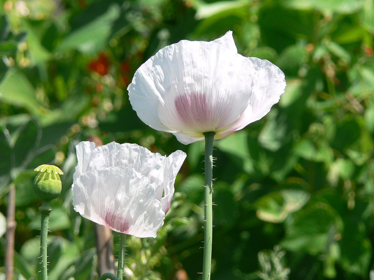 罂粟(papaver somniferum)