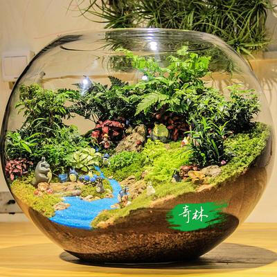 奇林植艺 超大号圆球 苔藓微景观 生态瓶 创意绿植 龙猫系列作品