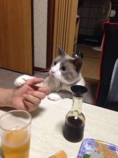 家里的猫咪就跑过来伸出小爪子搭在我手上,一脸"我也吃,快点给我吃吃"