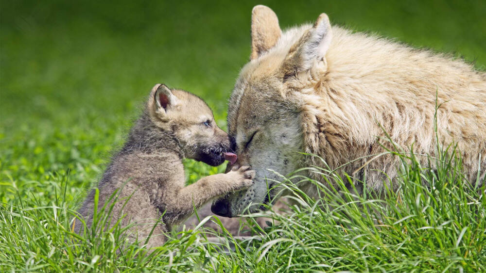 狼妈妈与孩子 canislupus