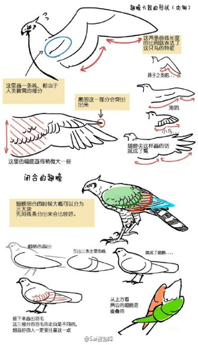 绘画参考#不同的鸟类翅膀有很大的差别哟!