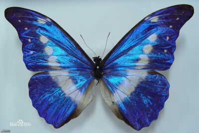 光明女神闪蝶(学名:morpho helena)又称海伦娜闪蝶,鳞翅目,蛱蝶科