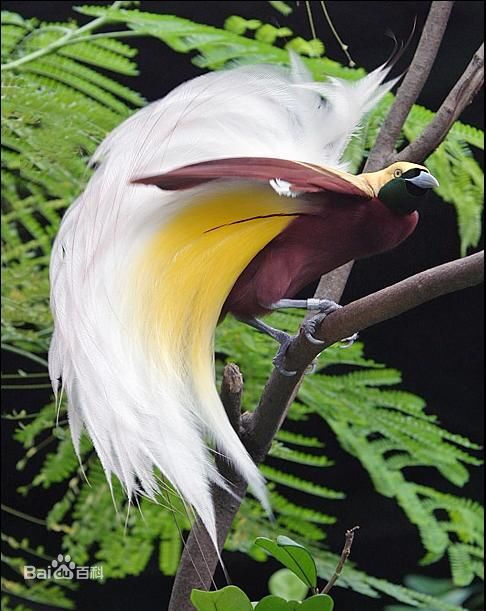 天堂鸟(birds of paradise),被称为极乐鸟科(paradisaeidae) 的天堂鸟