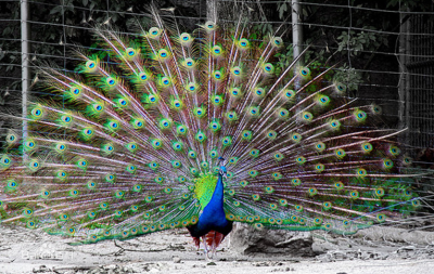 蓝孔雀(学名:pavo cristatus)雄鸟具直立的枕冠,羽色华丽,尾上覆羽