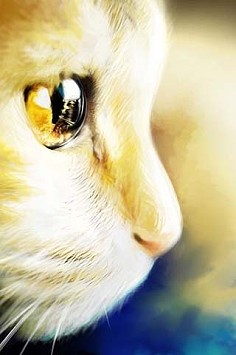 猫猫眼中的世界
