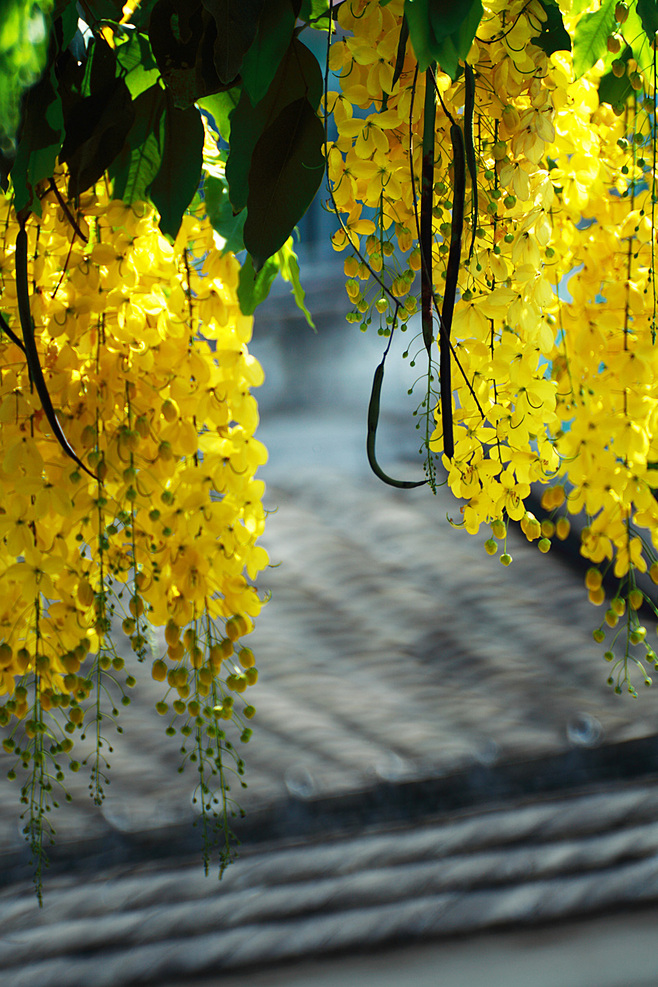 阿勃勒cassia fistula(波斯皂荚,金急雨【泰国的国花dok khuen】