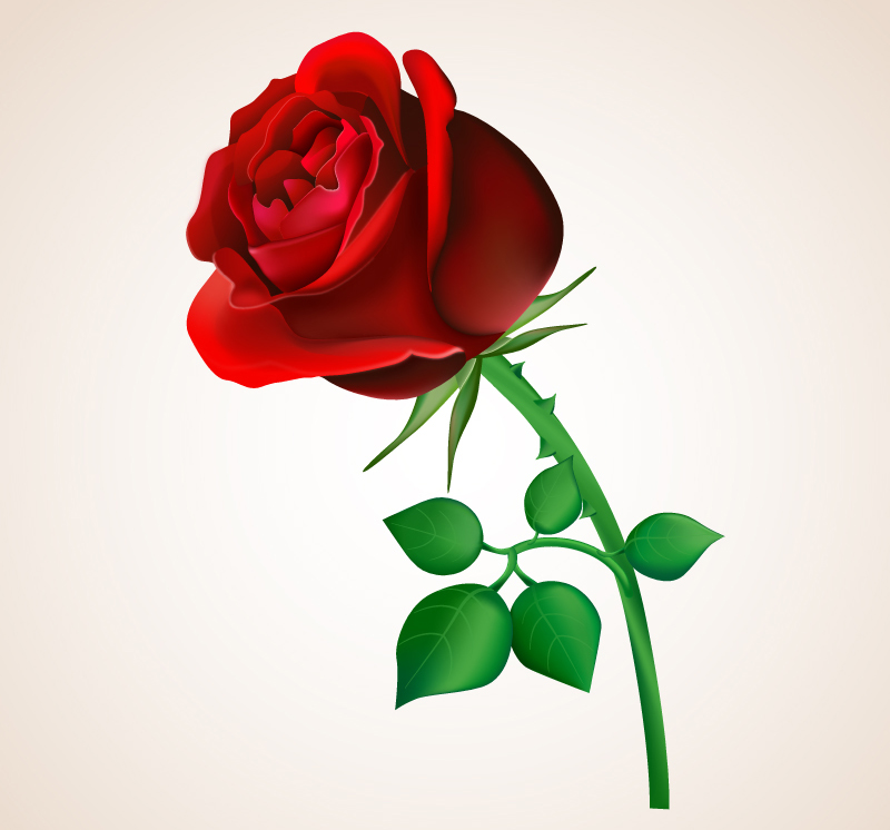 精美红色玫瑰花枝矢量素材,素材格式:ai,素材关键词:玫瑰,红玫瑰,花枝
