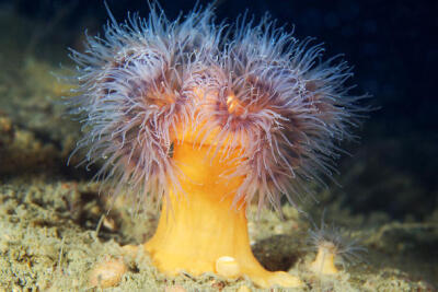 羽状细指海葵plumose anemone metridium