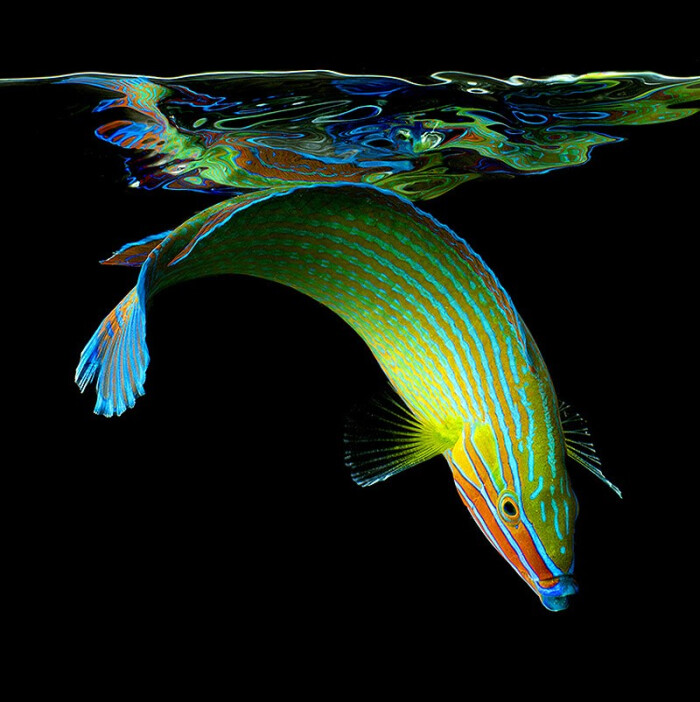 霓虹灯画像奇异的海洋生物 美国著名摄影师马克lyte 堆糖 美图壁纸兴趣社区