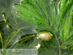金鱼藻是悬浮于水中的多年水生草本植物,植物体从种子发芽到成熟均没
