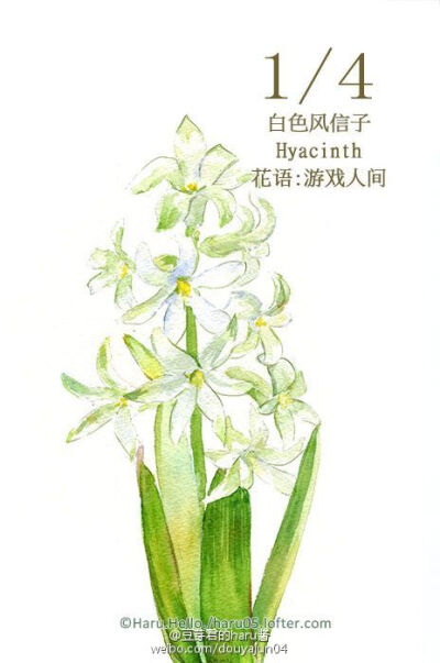 1月4日の生日花【白色风信子】花语:游戏人间 花占卜:您给人一种清新