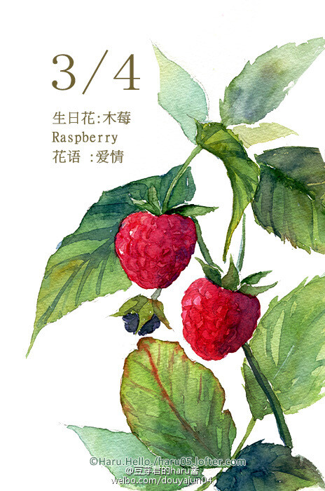 3月4日の生日花 木莓 花语 爱情花占卜 堆糖 美图壁纸兴趣社区