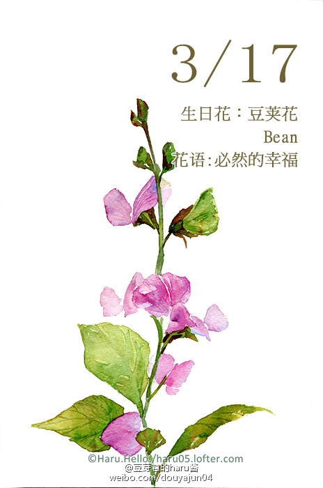 3月17日の生日花 豆荚花 花语 必然的幸福 堆糖 美图壁纸兴趣社区