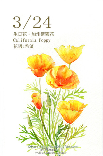 3月24日の生日花【加州罂粟花】花语: 希望 花占卜:您拥有聪明才智,但