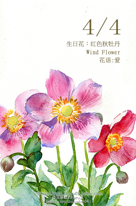 4月4日の生日花 红色秋牡丹 花语 爱花占 堆糖 美图壁纸兴趣社区